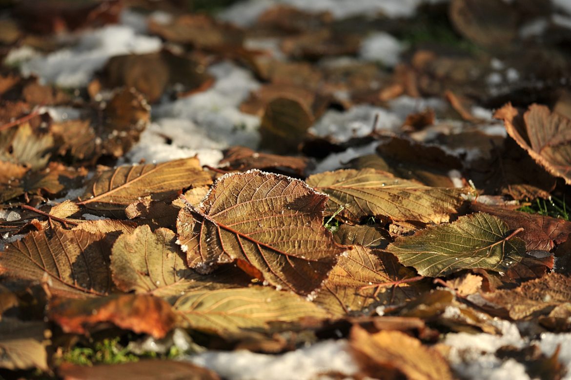 leaves-1821107_1920