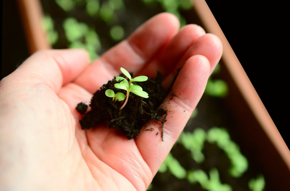 plant-4036159_1920