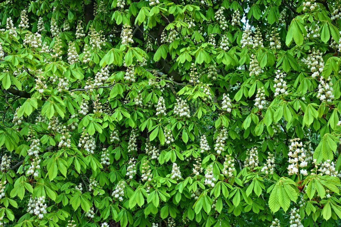 horse-chestnut-3379501_1280