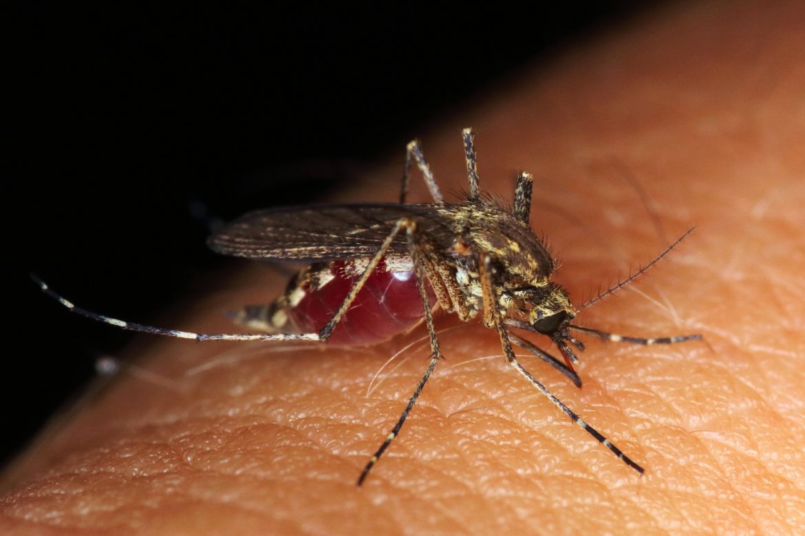 mosquito-4406812_1920