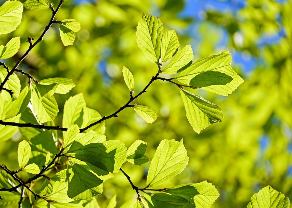 oak-3064187_1280