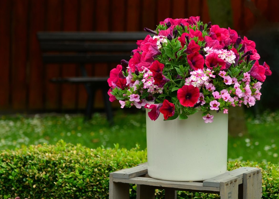 petunias-817383_1280