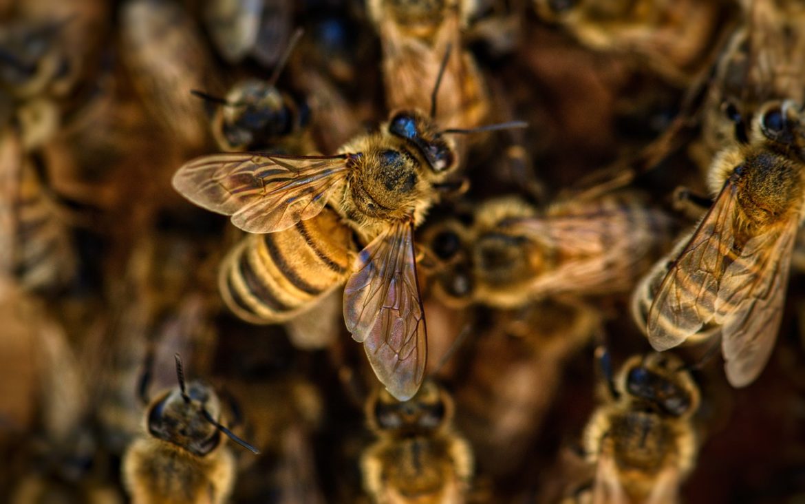 bees-4845211_1280