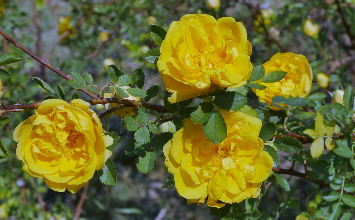 Persian Yellow Rose P1030227
