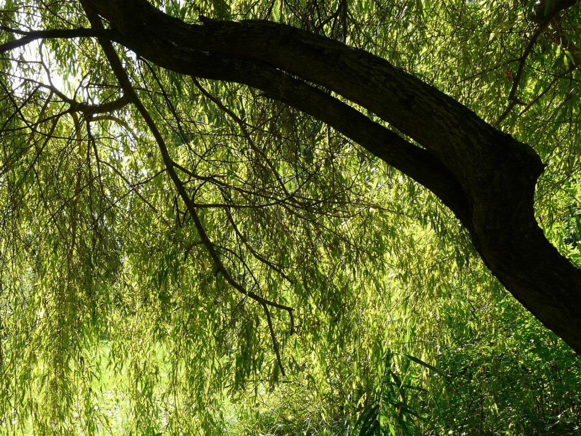 pasture-59738_1280