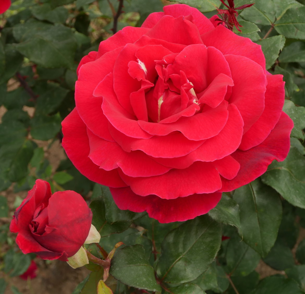 Mister Lincoln P1100485