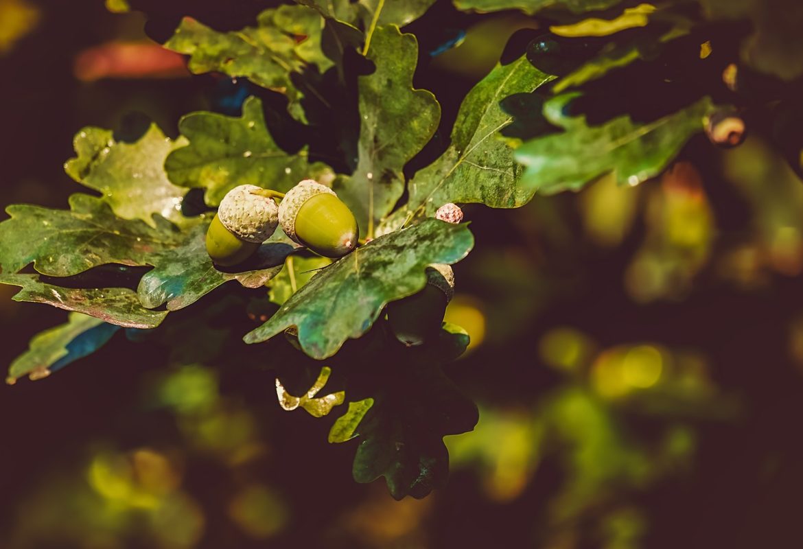 acorns-3535510_1280