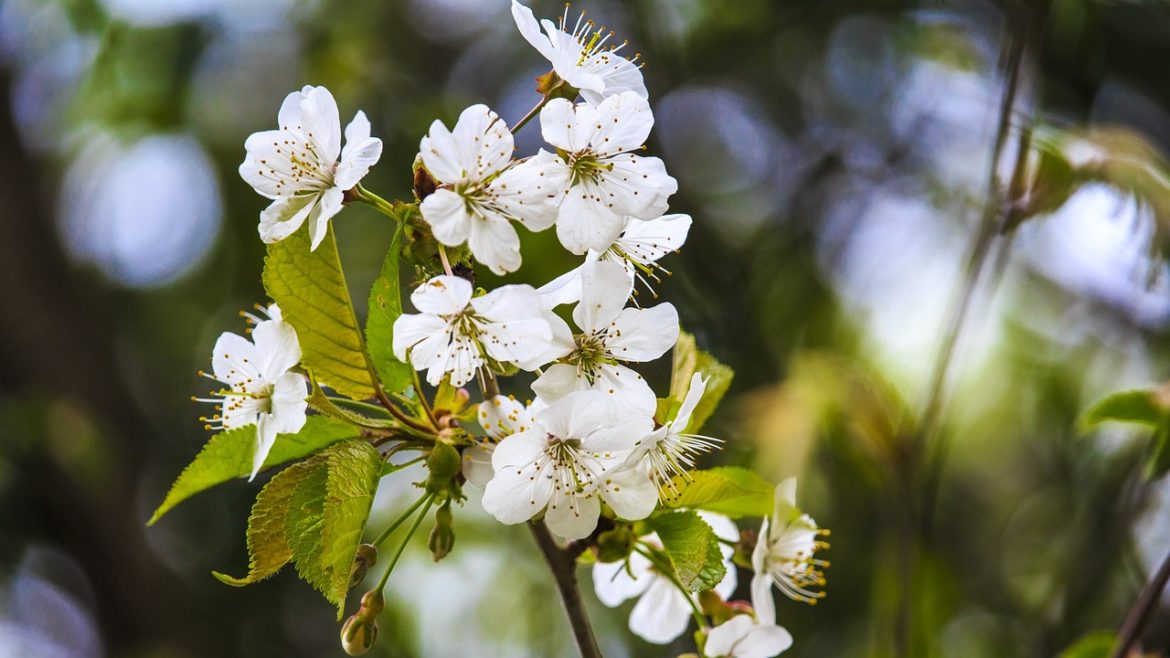 blossom-3336445_1280
