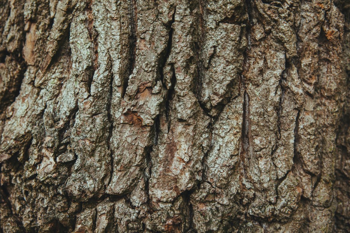 pexels-little-visuals-1761