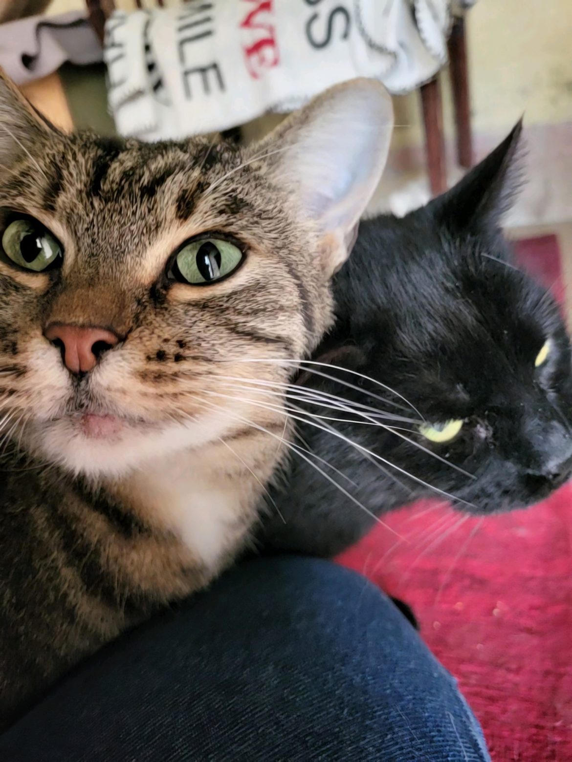 468151655_1004703195018433_1729737198877650031_n