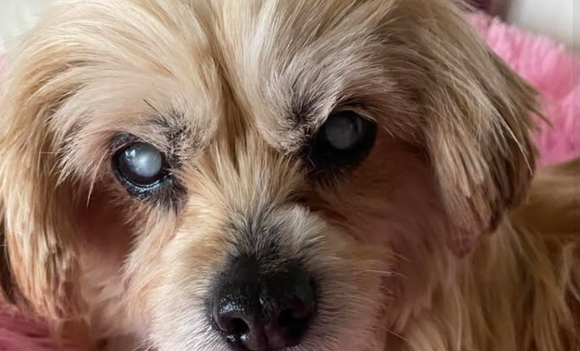 Képernyőkép 2025-03-31 163010