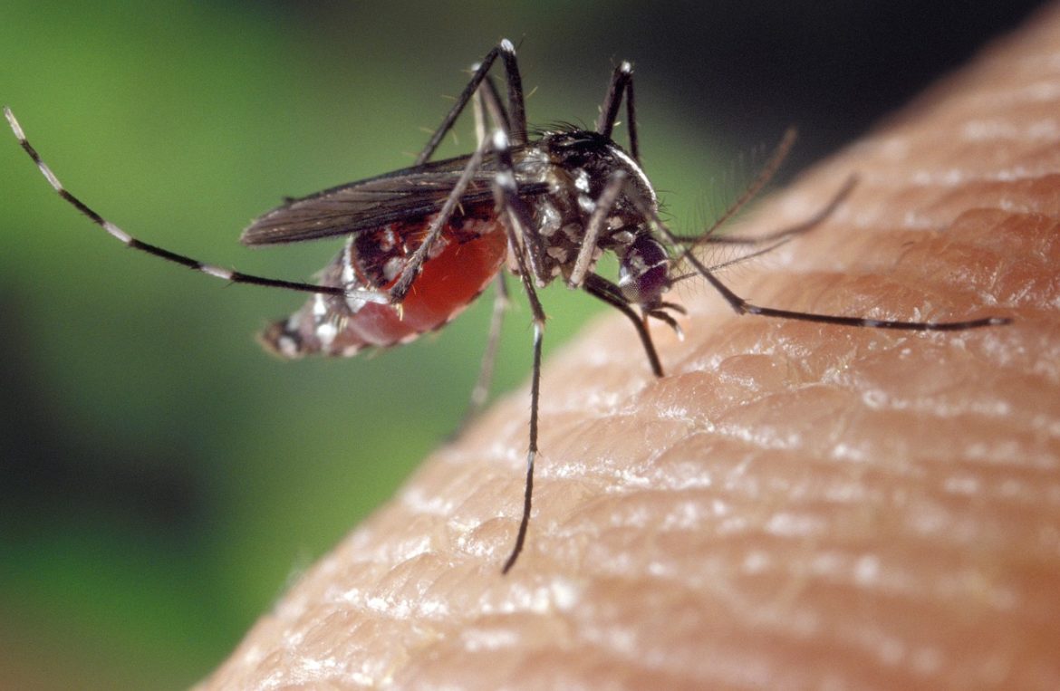 mosquito-1332382_1280-1-1