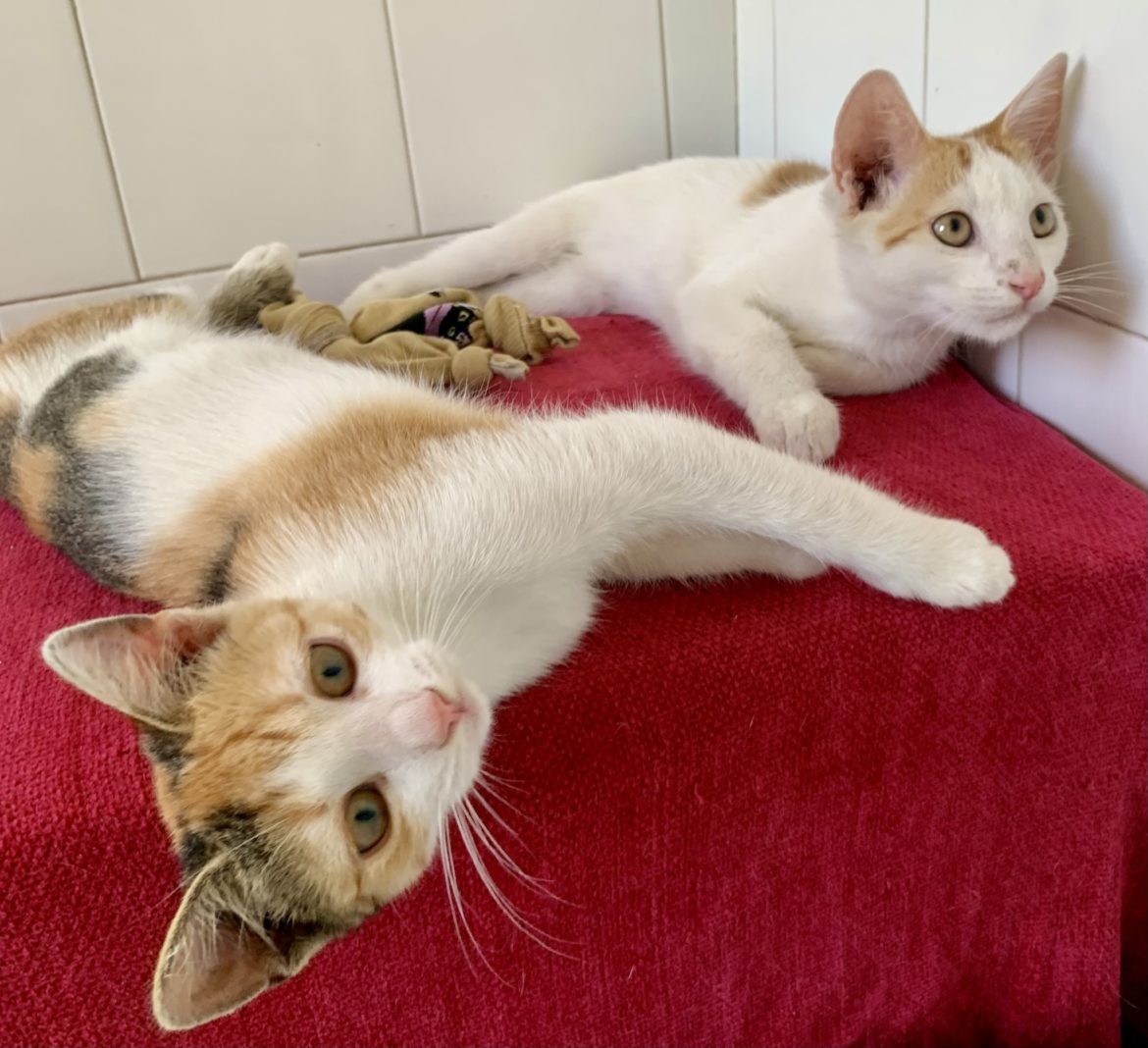 547386434_1239270988228318_1193478518592050693_n