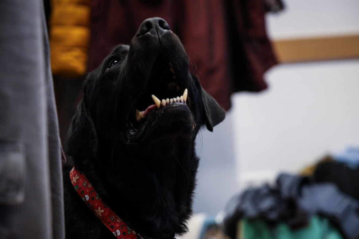 20251212-Majmok világnapja-Klauzál Ház-24