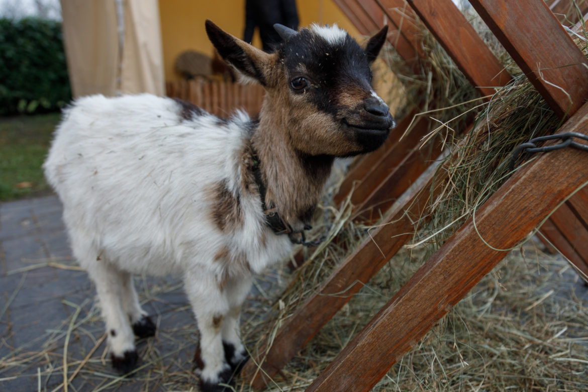 20251219_budafoki_betlehemes_0001_k