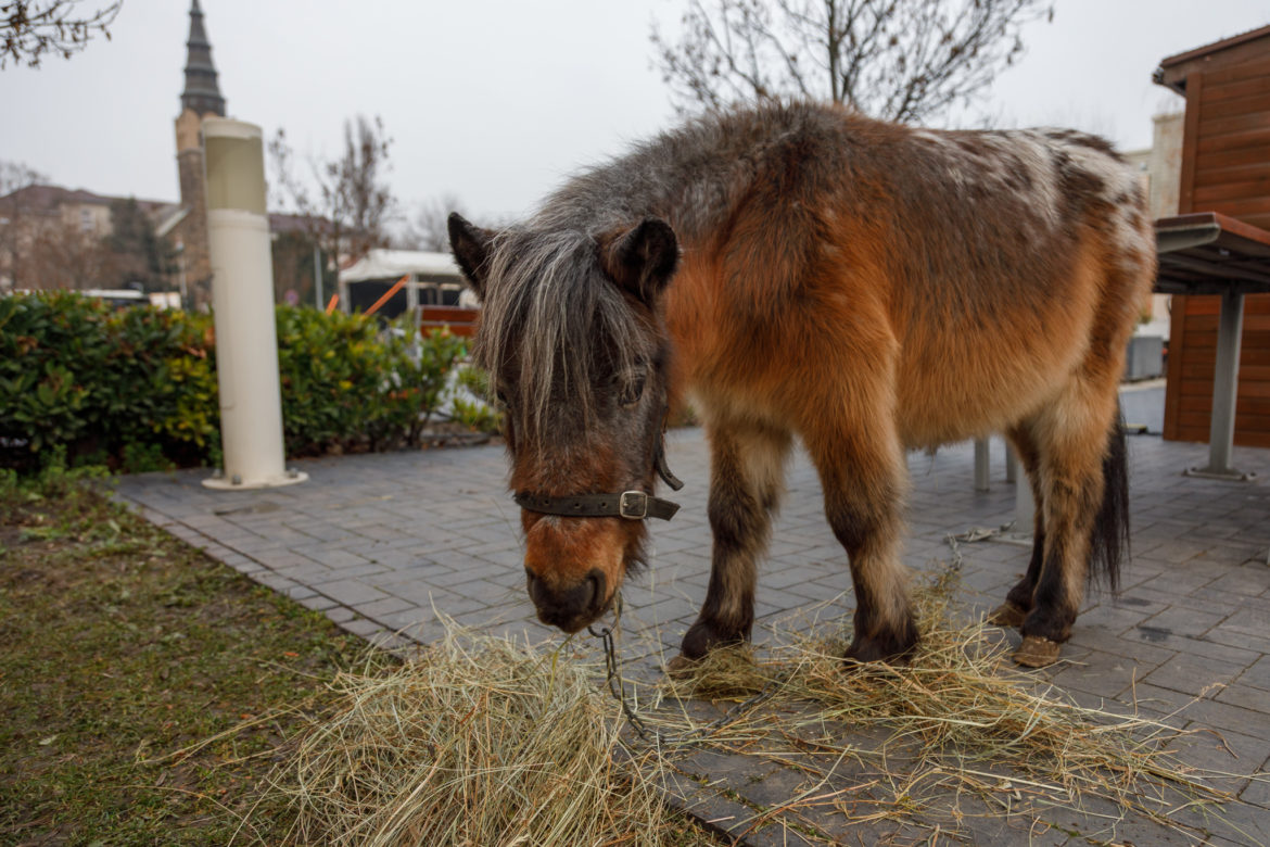 20251219_budafoki_betlehemes_0002_k