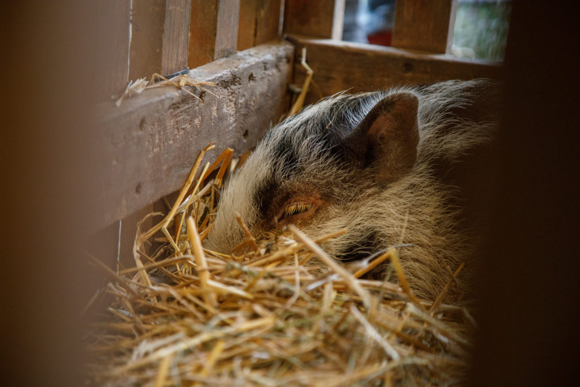 20251219_budafoki_betlehemes_0003_k