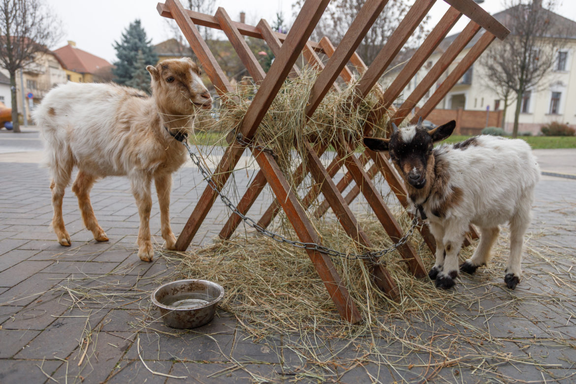 20251219_budafoki_betlehemes_0004_k