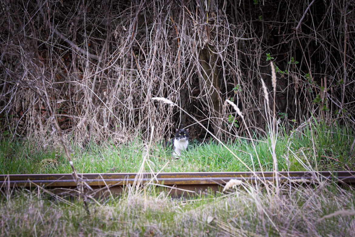 Hunyadi laktanya és környéke k -10