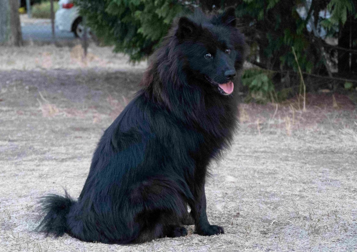 10, nagyspitz