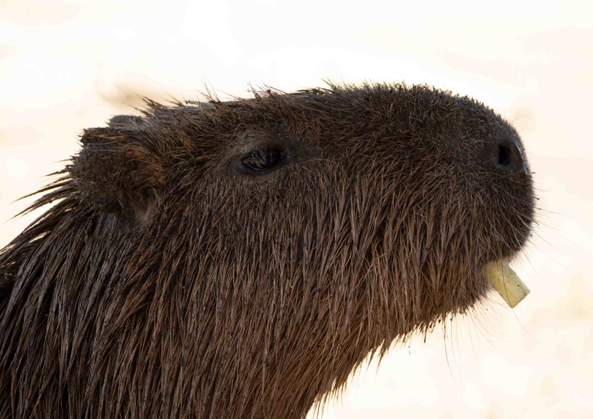 2, capibara