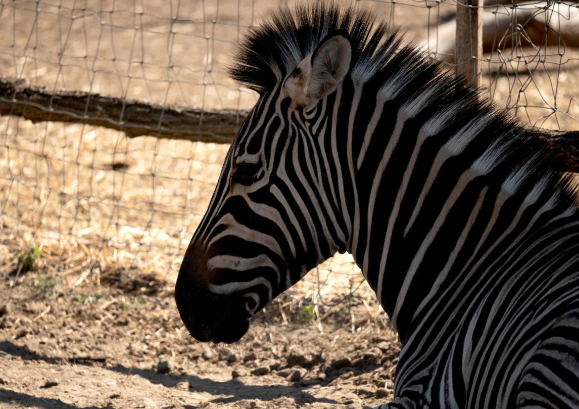 3, zebra