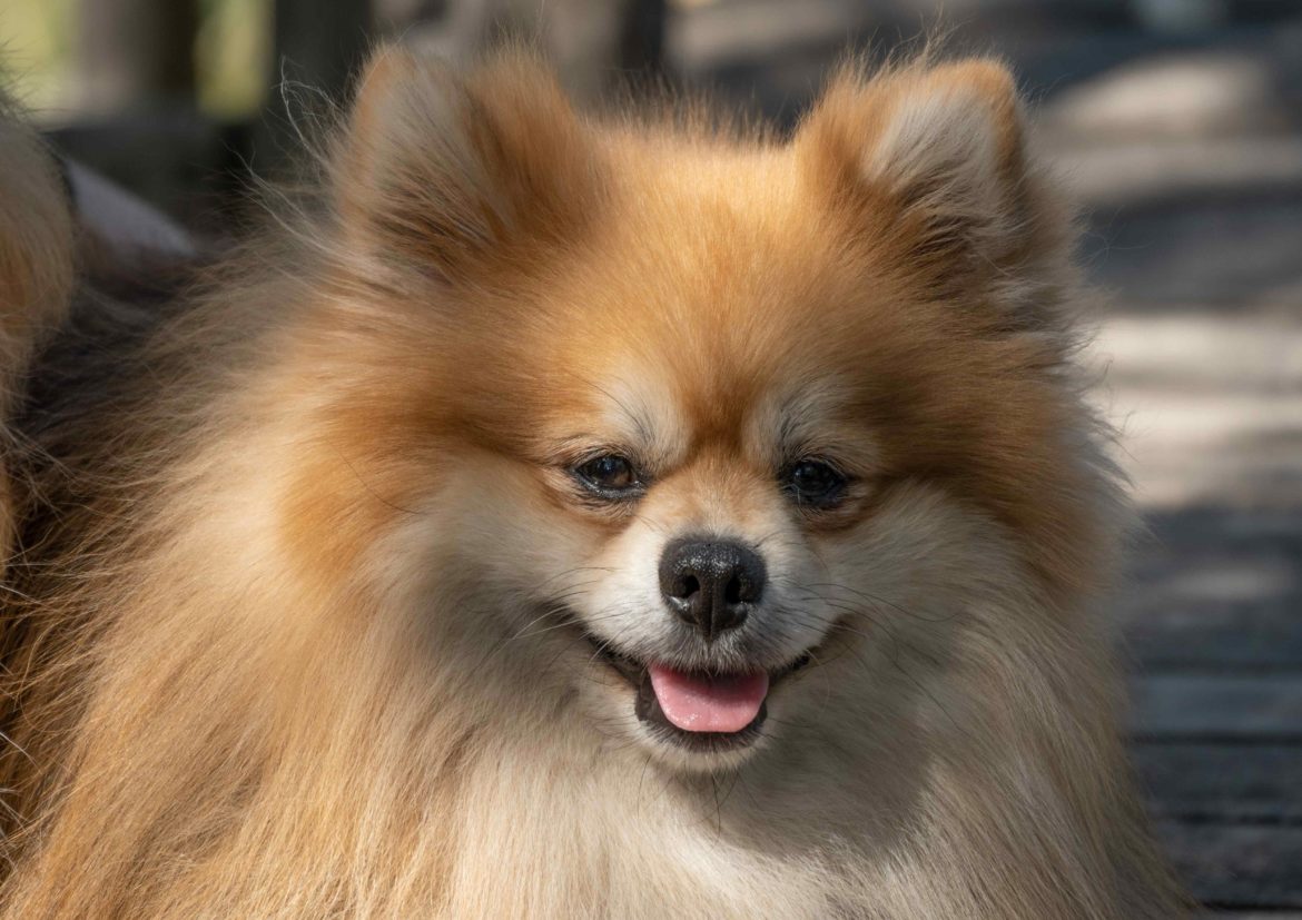 9, spitz